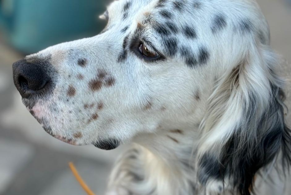 Vermisstmeldung Hund  Männliche , 6 jahre Huismes Frankreich