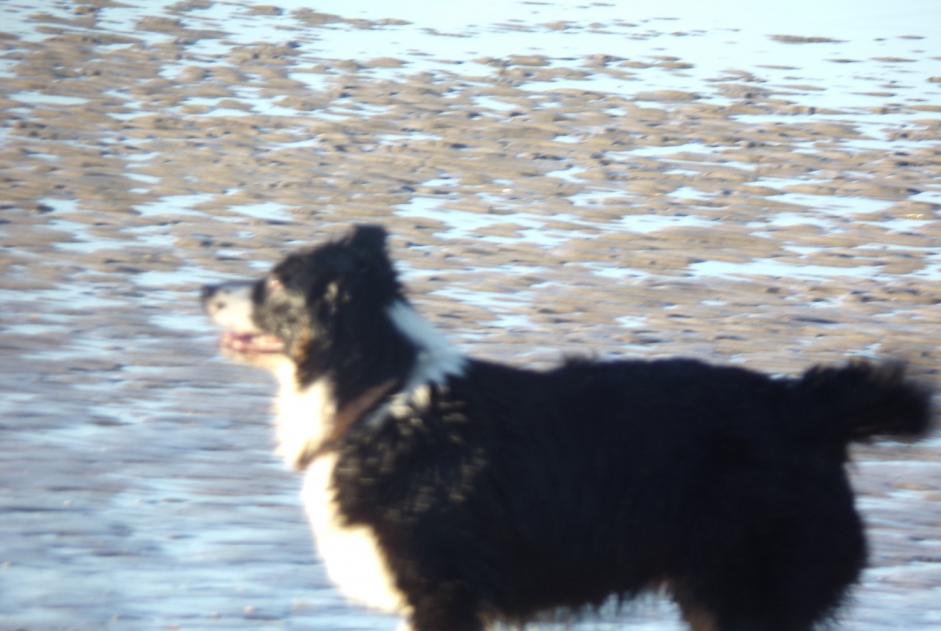 Vermisstmeldung Hund  Weiblich , 7 jahre Téteghem-Coudekerque-Village Frankreich