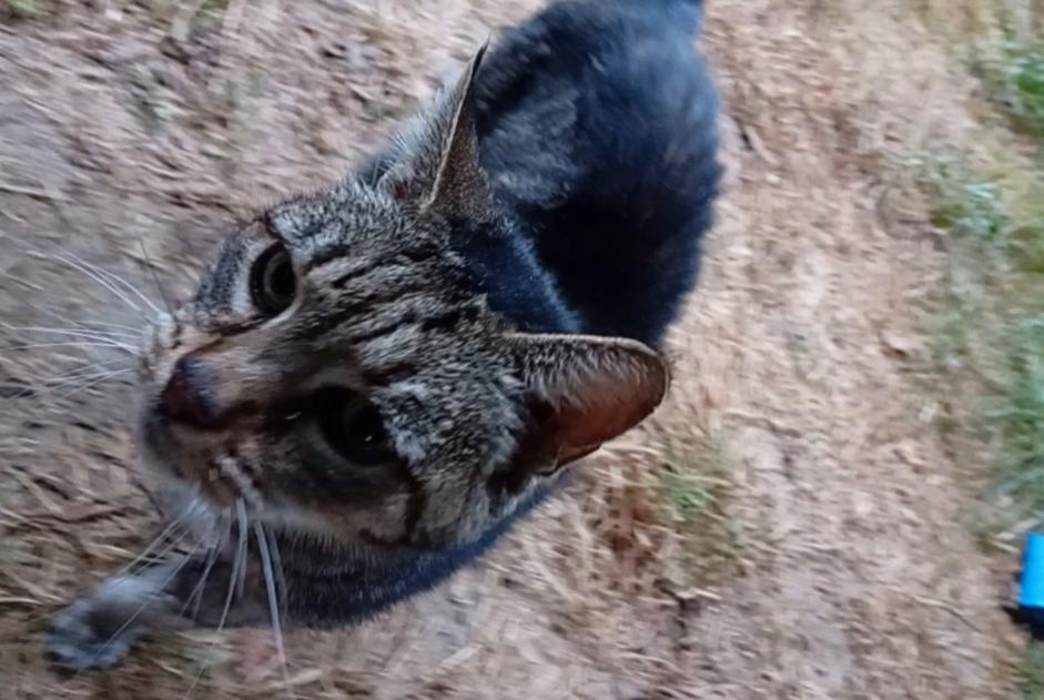 Fundmeldung Katze  Weiblich Châtillon-en-Bazois Frankreich