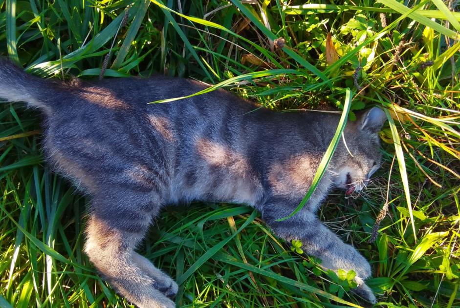 Fundmeldung Katze Unbekannt Lindry Frankreich