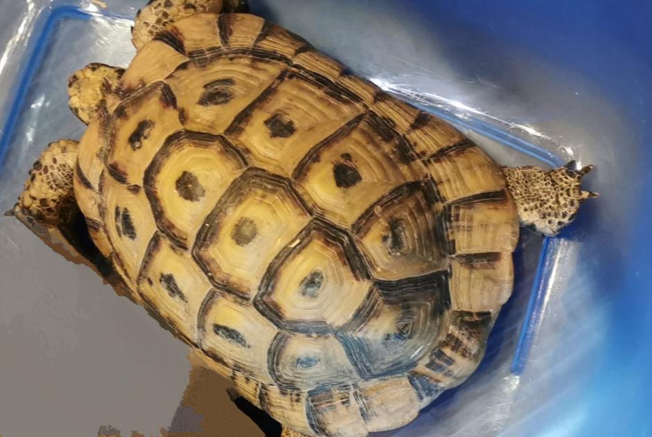 Vermisstmeldung Schildkröte Männliche , 2024 jahre Amboise Frankreich