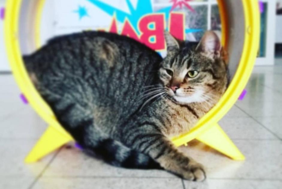 Alerta de Desaparición Gato Hembra , 9 años Manage Bélgica