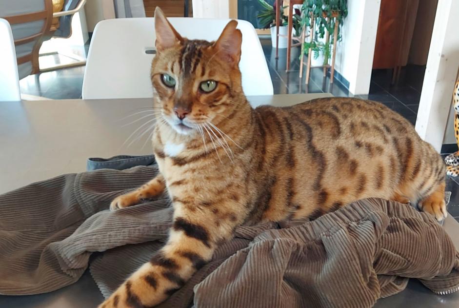 Alerte Disparition Chat  Mâle , 7 ans Jurbise Belgique