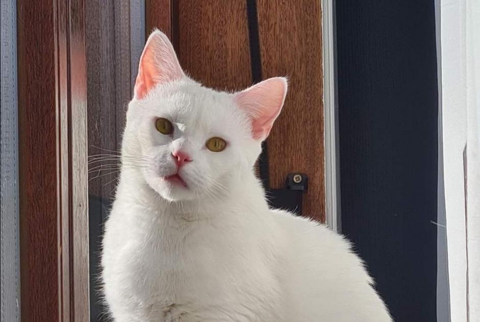 Alerte Disparition Chat Femelle , 2 ans Hensies Belgique