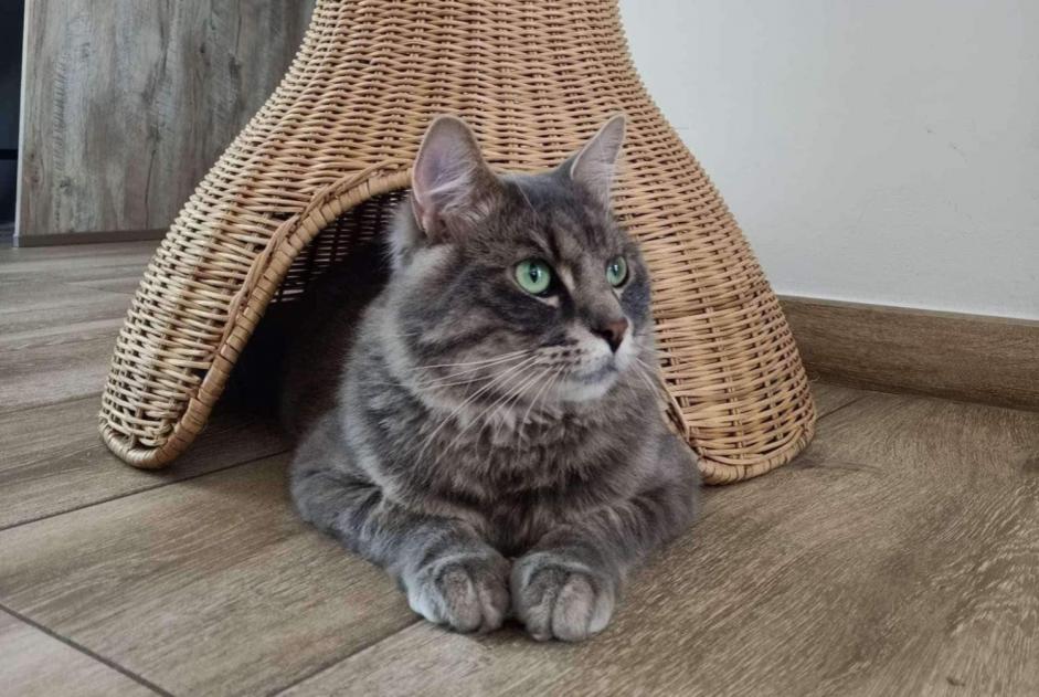 Alerte Disparition Chat croisement Mâle , 2 ans Mons Belgique