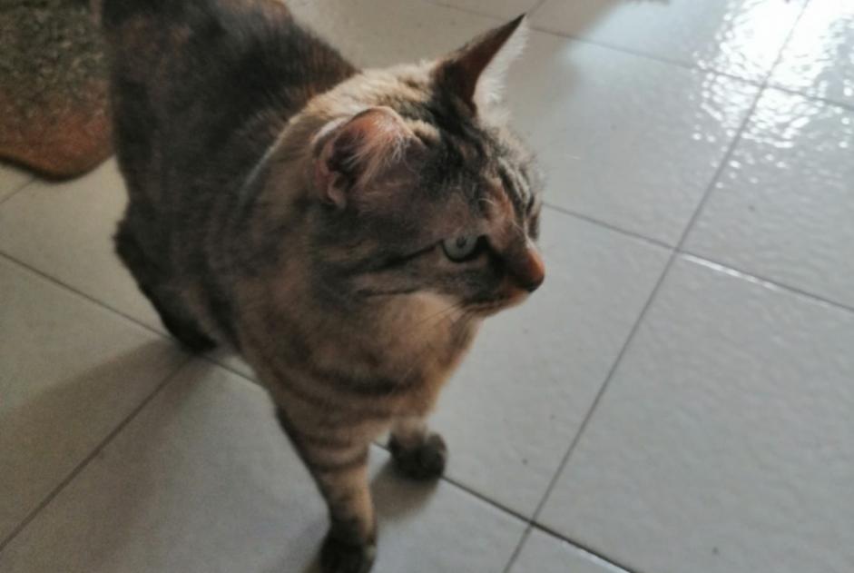 Alerte Disparition Chat  Femelle , 9 ans Grenoble France