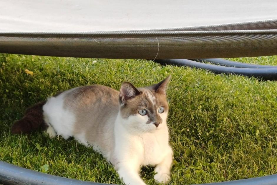 Alerte Disparition Chat croisement Mâle , 1 ans Le Cendre France