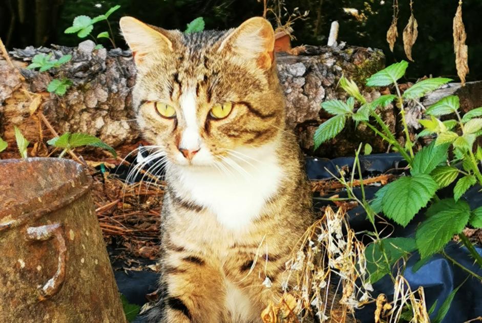 Alerte Découverte Chat Mâle Le Quartier France