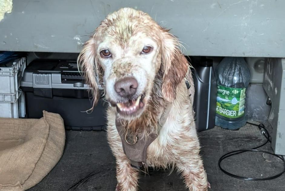 Alerte Découverte Chien Inconnu Panzoult France