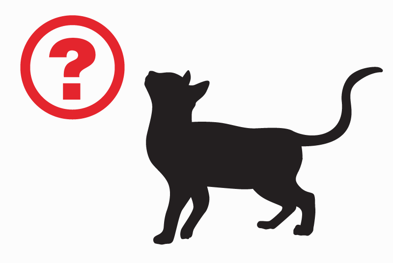 Vermisstmeldung Katze rassenmischung Weiblich , 14 jahre Doornik Belgien