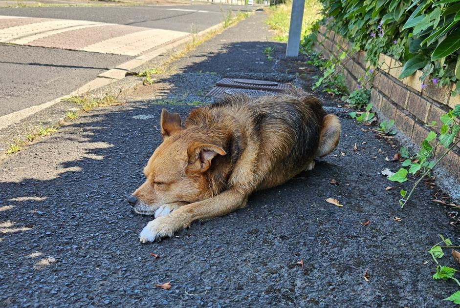 Avviso Ritrovamento Cane incrocio di razze Maschio Riom Francia