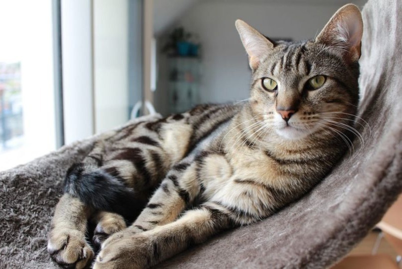 Avviso scomparsa Gatto Maschio , 3 anni Avoine Francia