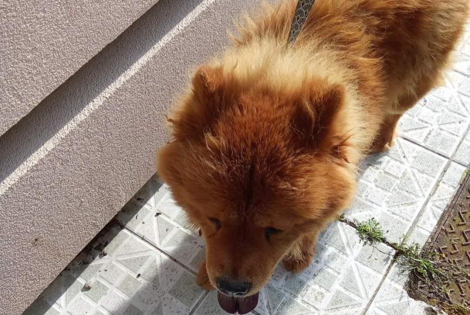 Ontdekkingsalarm Hond  Vrouwtje Somain Frankrijk