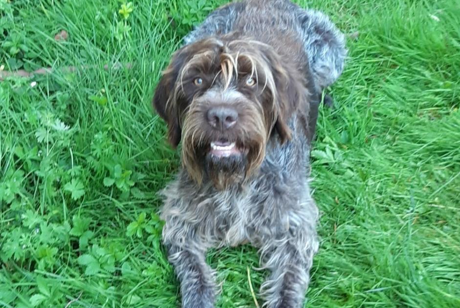 Alerta desaparecimento Cão  Macho , 11 anos Saint-Senoch France