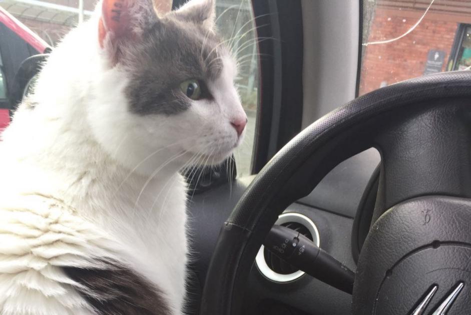 Alerta desaparecimento Gato Macho , 11 anos Lens France