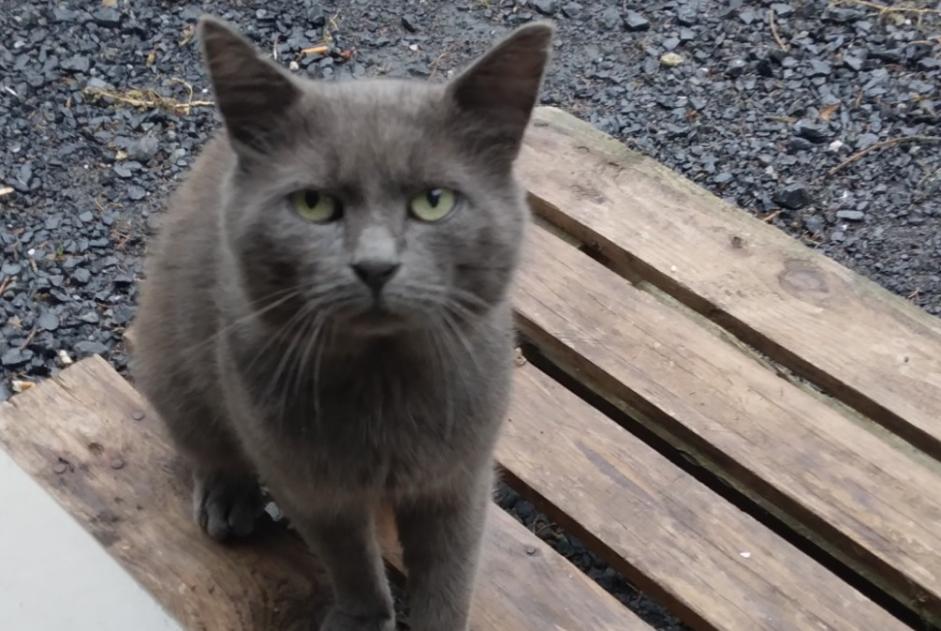 Alerta descoberta Gato Macho Rumilly-en-Cambrésis France